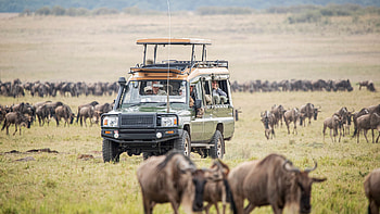 Masai Mara National Reserve, Extraordinary safaris HD wallpaper