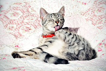 Animals, Cat, To Lie Down, Lie, Collar, Wash Up, Wash HD wallpaper
