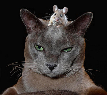 CAT AND MOUSE, gray, mouse, pets, cute, cat, feline, rodent HD wallpaper