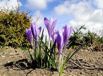 Flowers, Sky, Clouds, Spring, Priming, Ground, Crocuses HD wallpaper