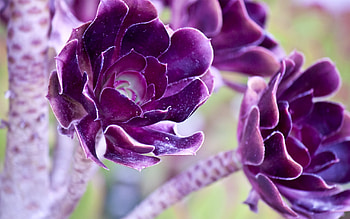 Plants, Flowers, Violet HD wallpaper