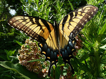 Butterfly, animal, sky, flower HD wallpaper