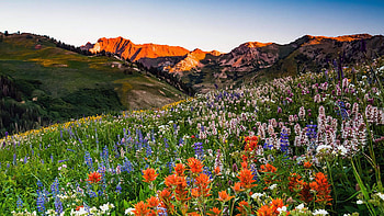 Wildflowers in Albion Basin, Alta, Utah, mountains, usa, blossoms, landscape, meadow, sky HD wallpaper