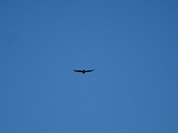 Eagle, sky, blue, bird, animal HD wallpaper