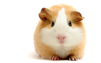 Animals, Rodents, Hamsters HD wallpaper