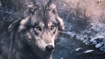Animals, Predator, Wolf, Sight, Opinion, Wildlife HD wallpaper