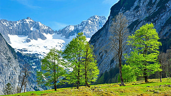 trees in nature, fun, trees, cool, nature, mountain HD wallpaper