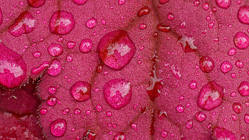 Closeup View Of Macro Red Leaves With Rain Water Drops graphy graphy HD wallpaper