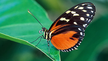 Grass, Leaves, Patterns, Macro, Butterfly, Wings HD wallpaper