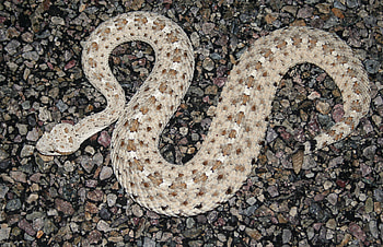 Colorado Desert sidewinder, Rattlesnake HD wallpaper