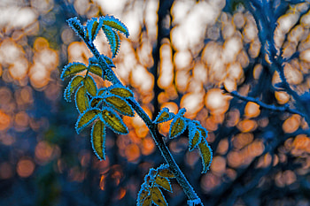 Leaves, Macro, Blur, Smooth, Branch, Frost, Hoarfrost HD wallpaper