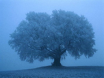 Mist. jpg, mist, blue, hill, tree HD wallpaper