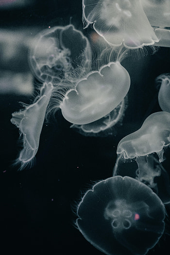 Animals, Water, Jellyfish, Grey, Creatures, Under Water, Underwater HD phone wallpaper