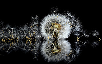 Dandelion, graphy, reflection, weed HD wallpaper