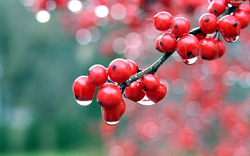 Plants, Fruits, Berries HD wallpaper