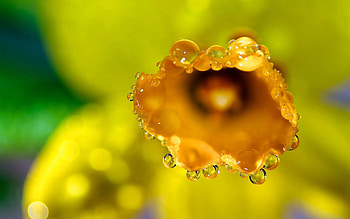 Drops, Flower, Macro, Petals, Dew HD wallpaper