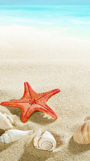Starfish, Sea Shell HD phone wallpaper