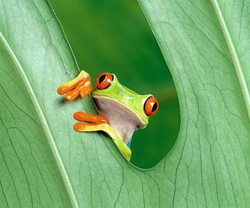 Peeper!, green, eyes, amphibian, leaf, frog, orange, tiny HD wallpaper