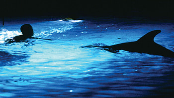 The Big Blue (2022) movie HD wallpaper
