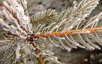 Snow-covered spruce tree, Winter landscape, Close-up , Spruce trees HD wallpaper