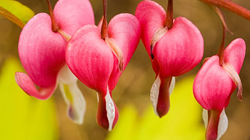 Flowers, Plant, Macro, Petals HD wallpaper