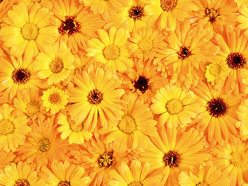 Flowers, Gerberas, Bright, Sunny, Solar HD wallpaper