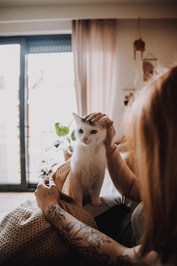 Animals, Friendship, Cat, Pet, Girl HD phone wallpaper