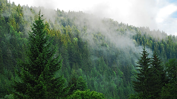 Foggy Pine Forest 13879 HD wallpaper
