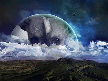 The Dog Moon, and puppies, night, fogged, beauty HD wallpaper