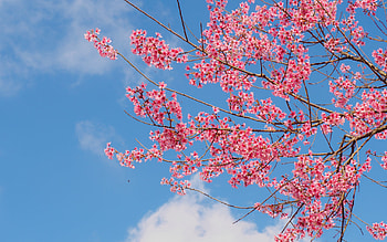 Cherry blossom, sakura, flower, blue, pink, primavara, spring HD wallpaper