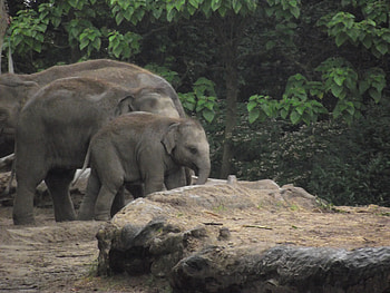 young elaphant, animal, rotterdam, diergaarde, zoo HD wallpaper