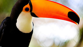 Long-beaked toucans, , Tropical beauty, Stunning backgrounds HD wallpaper