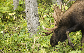 Impressive horns, Stunning animal , backgrounds, Mobile inspiration HD wallpaper