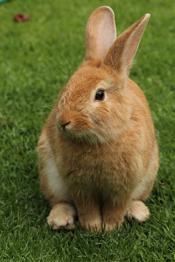 Close-up of a cute rabbit sitting on grass outdoors, showcasing its furry features. HD phone wallpaper