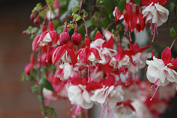 Fuchsia, flowers, buds, macro HD wallpaper