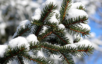 Winter, Snow, Macro, Fir, Spruce, Coating, Covering HD wallpaper