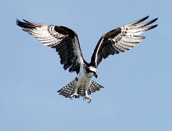 Close-up of an osprey gliding through clear skies with wings wide open, showcasing nature's beauty. HD wallpaper