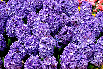 Flowers, Close-Up, Flower Bed, Flowerbed, Spring, Hyacinths HD wallpaper