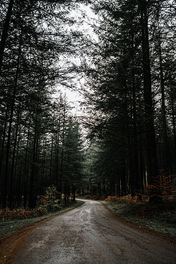 Nature, Pine, Road, Turn, Forest HD phone wallpaper