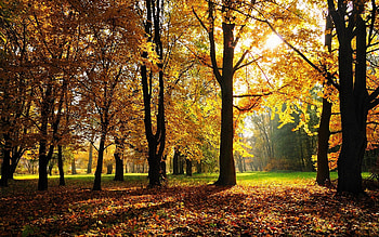 Autumn, Grass, Trees, Forest, Park, Foliage HD wallpaper