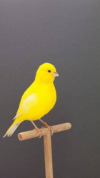 Canary, Yellow, Bird HD phone wallpaper