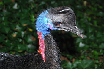 Dwarf cassowary , Casuarius bennetti species, Unique bird graphy, Intriguing avian discovery HD wallpaper
