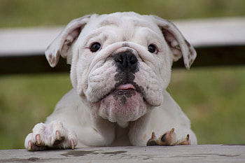Animals, Dog, Muzzle, Thick, Fat, Watch, To Watch, Bulldog HD wallpaper