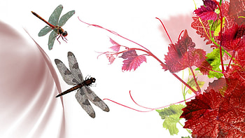 Grape Leaves and Dragonflies, vineyard, dragonflies, subtle, summer, grape leaves, season, smoke, vines, dragonfly, winery, wine HD wallpaper