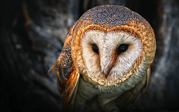 Best owl Mac , Stunning bird graphy, Nocturnal creatures, Wise and mysterious HD wallpaper