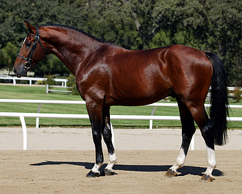 Bay Oldenburg, oldenburg, horses, german, bay, warmblood HD wallpaper