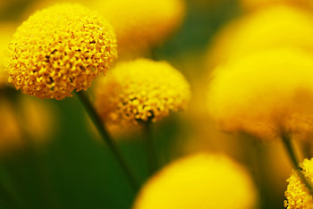 Drops Of SunShine, sunshine, garden, drops, fresh, warmth, light, brilliant, bright, love, green, yellow, nature, flowers, forever HD wallpaper