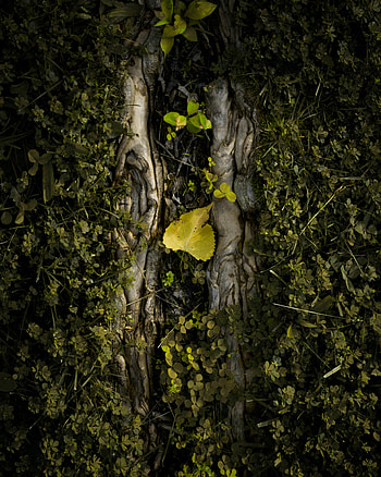 Plants, Nature, Grass, Wood, Tree, Sheet, Leaf HD phone wallpaper