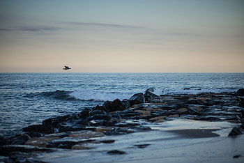 Nature, Horizon, Shore, Bank, Bird, Wave HD wallpaper