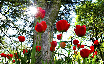 Flowers, Trees, Sun, Tulips, Park, Flower Bed, Flowerbed HD wallpaper